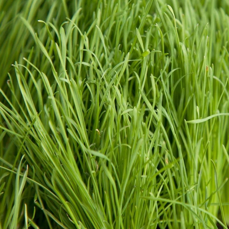Organic Orchardgrass (lb) 1 Organic Orchardgrass (lb)