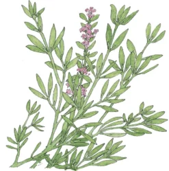 Organic Thyme, English (1 Oz)