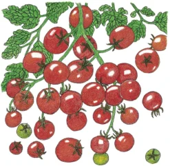 Organic Tomato, Sweetie (1 Oz)