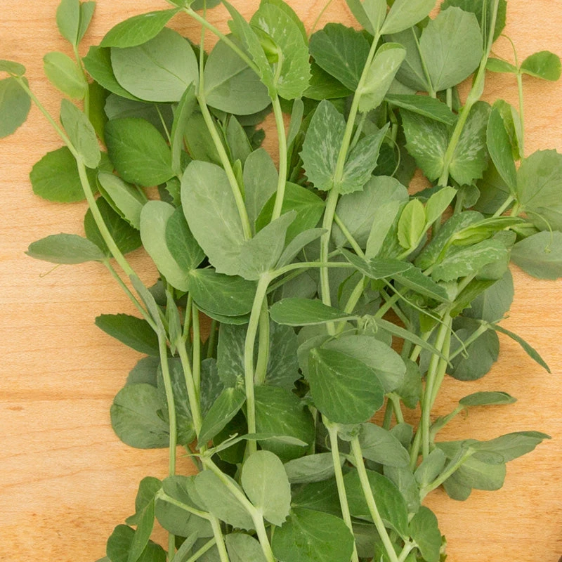 Shoots Pea Seeds (Organic) 2 Shoots Pea Seeds (Organic) - Image 2