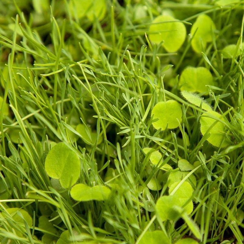 Peaceful Valley Basic Erosion Control Mix - Nitrocoated Seed (lb) 1 Peaceful Valley Basic Erosion Control Mix - Nitrocoated Seed (lb)