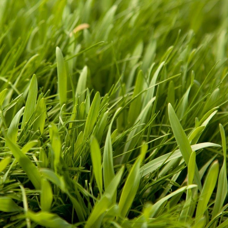 Peaceful Valley General Purpose Erosion Mix - Nitrocoated Seed (lb) 1 Peaceful Valley General Purpose Erosion Mix - Nitrocoated Seed (lb)