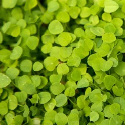 Peaceful Valley Low-Growing Clover Mix - Nitrocoated Seed (lb)