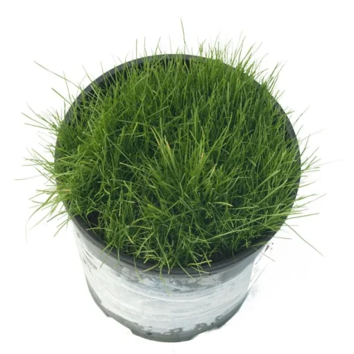 Peaceful Valley Sun & Shade Lawn Seed (25 Lb Bag) -Groworganic Shop peaceful valley sun and shade lawn seed 25 lb bag