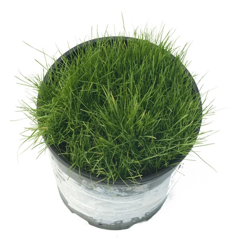 Peaceful Valley Sun & Shade Lawn Seed (5 Lb Bag) 1 Peaceful Valley Sun & Shade Lawn Seed (5 Lb Bag)