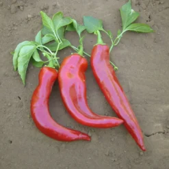 Hot New Mexico Joe Parker Pepper Seeds (Organic) 7 Hot New Mexico Joe Parker Pepper Seeds (Organic) -Groworganic Shop pepper joe e parker 1