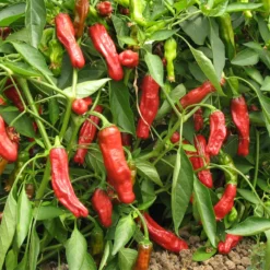 Shishito Pepper Seeds (Organic) -Groworganic Shop pepper shishito 1 web