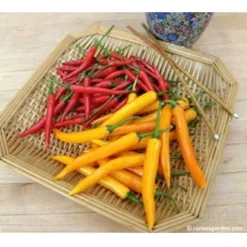 Renee's Garden Pepper Chile Thai Duo Orange Full Moon & Red Vesuvius -Groworganic Shop pepper thai1