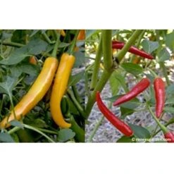 Renee's Garden Pepper Chile Thai Duo Orange Full Moon & Red Vesuvius -Groworganic Shop peppers thai2