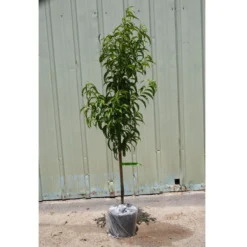 Groworganic Shop -Groworganic Shop potted tree general