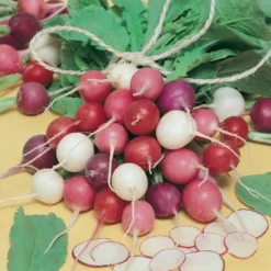 Easter Egg Mix Radish Seeds (Organic) 5 Easter Egg Mix Radish Seeds (Organic) -Groworganic Shop radish easter egg