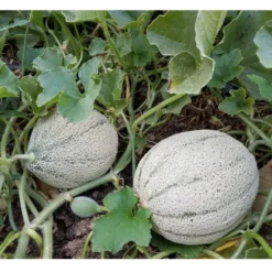 Rocky Ford Green Melon Seeds (Organic) -Groworganic Shop rocky ford green web