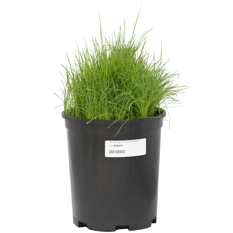 Organic Orchardgrass (lb) 2 Organic Orchardgrass (lb) - Image 2