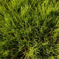 Oregon Annual Ryegrass Seed (lb) 5 Oregon Annual Ryegrass Seed (lb) -Groworganic Shop scg550 2