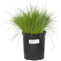 Organic Ryegrass, Oregon Annual (lb) -Groworganic Shop scg550b