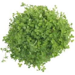 Crimson Clover - Nitrocoated Seed (lb) -Groworganic Shop scl310 a