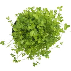 Ladino White Clover - Nitrocoated Seed (lb) -Groworganic Shop scl320 b 1