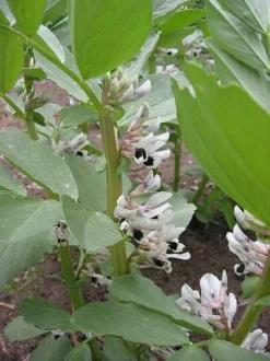 Bell Beans - Raw Seed (lb) -Groworganic Shop scl700 flwr