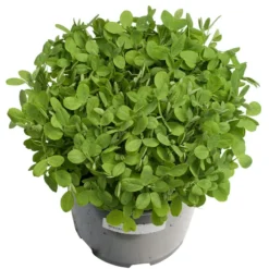 Biomaster Peas - Raw Seed (lb) -Groworganic Shop scl848 a