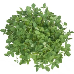 Soybeans - Raw Seed (lb) -Groworganic Shop scl860 a 2