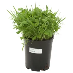 Peaceful Valley Legume Oat Mix #1 - Raw Seed (lb) -Groworganic Shop scm350 a 1