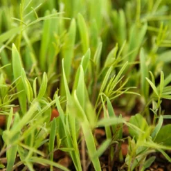 Peaceful Valley Legume Oat Mix #1 - Raw Seed (lb) -Groworganic Shop scm350 web