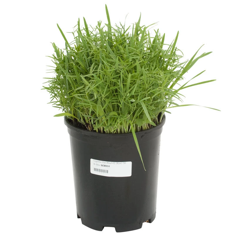 Peaceful Valley Legume Oat Mix #2 - Raw Seed (lb) 2 Peaceful Valley Legume Oat Mix #2 - Raw Seed (lb) - Image 2