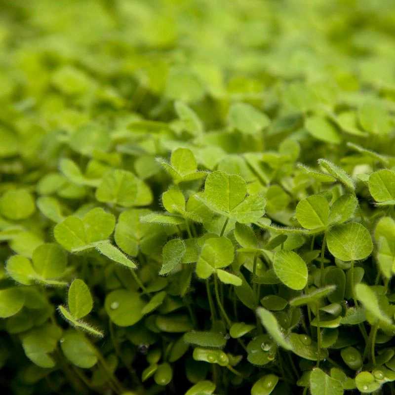 Subterranean Clover Mix - Nitrocoated Seed (lb) 2 Subterranean Clover Mix - Nitrocoated Seed (lb) - Image 2