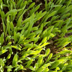 Beardless Barley Seed (lb) -Groworganic Shop scn100 web