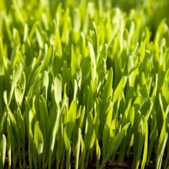 Beardless Barley Seed (lb) -Groworganic Shop scn100 web2