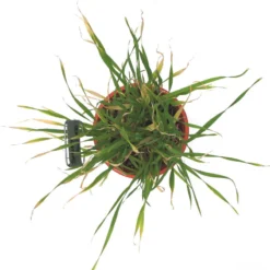 Beardless Barley Seed (lb) -Groworganic Shop scn100b