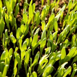 Bearded Barley Seed (lb) -Groworganic Shop scn110 web