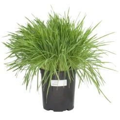 White Oats Seed (lb) 8 White Oats Seed (lb) -Groworganic Shop scn320 c