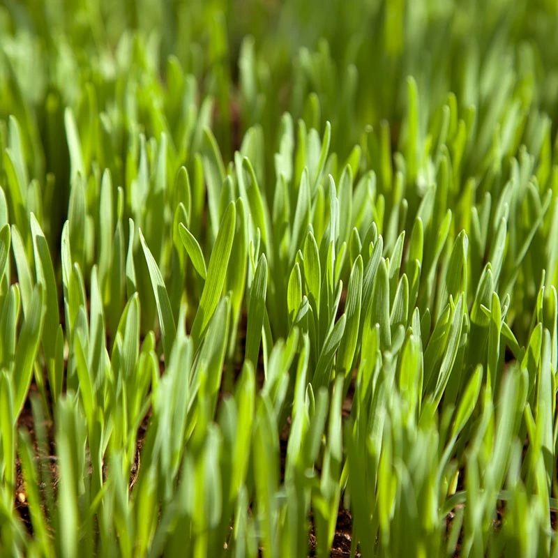 White Oats Seed (lb) 1 White Oats Seed (lb)