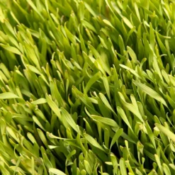 Cereal Rye Seed (Cold Hardy) (lb) -Groworganic Shop scn395 web