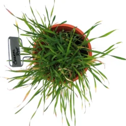 Cereal Rye Seed (Cold Hardy) (lb) -Groworganic Shop scn395b