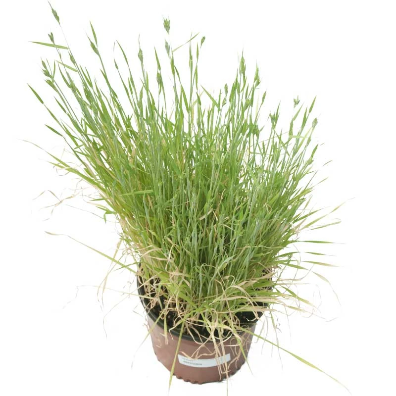 Juan Triticale Seed (lb) 3 Juan Triticale Seed (lb) - Image 3