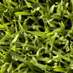 Juan Triticale Seed (lb) 7 Juan Triticale Seed (lb) -Groworganic Shop scn451 web