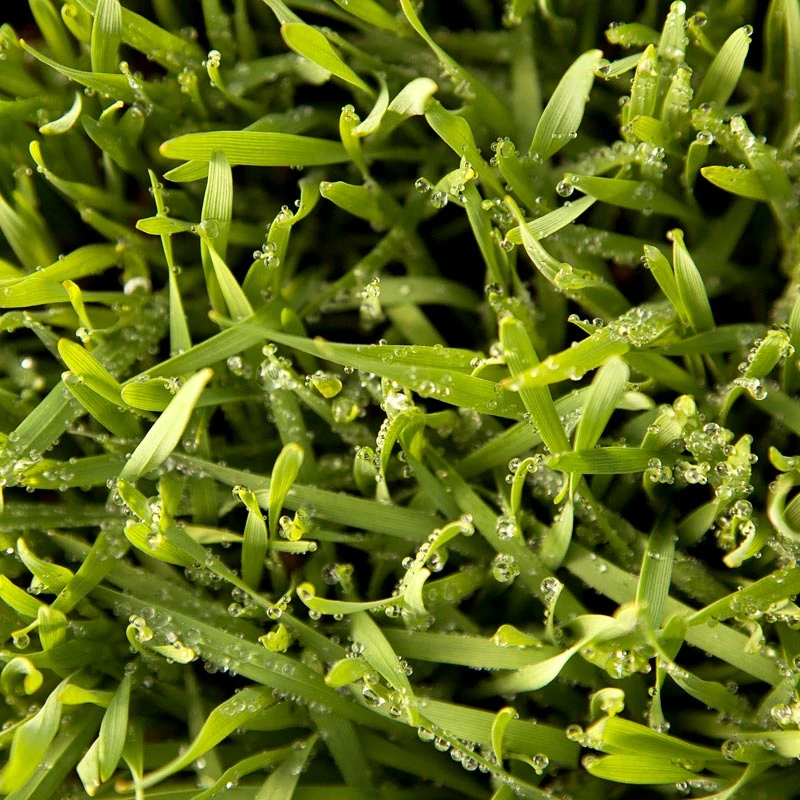 Juan Triticale Seed (lb) 4 Juan Triticale Seed (lb) - Image 4