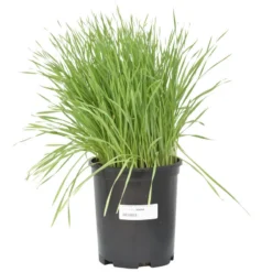 Wheat Red Winter Seed (lb) 6 Wheat Red Winter Seed (lb) -Groworganic Shop scn500 b