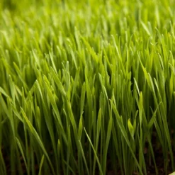 Wheat Red Winter Seed (lb) 7 Wheat Red Winter Seed (lb) -Groworganic Shop scn500 web