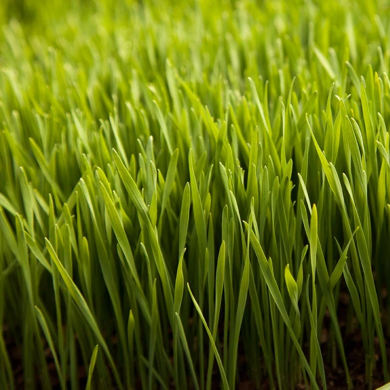Wheat Red Winter Seed (lb) 4 Wheat Red Winter Seed (lb) - Image 4