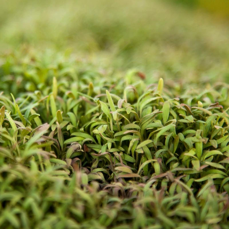 Phacelia Seed (lb) 2 Phacelia Seed (lb) - Image 2