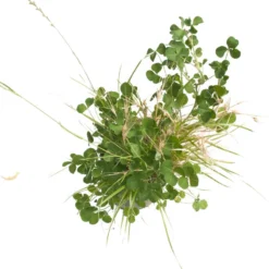 Peaceful Valley General Purpose Erosion Mix - Nitrocoated Seed (lb) 6 Peaceful Valley General Purpose Erosion Mix - Nitrocoated Seed (lb) -Groworganic Shop sec200 d