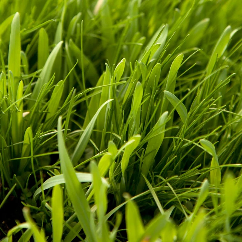 Peaceful Valley General Purpose Erosion Mix - Nitrocoated Seed (lb) 4 Peaceful Valley General Purpose Erosion Mix - Nitrocoated Seed (lb) - Image 4