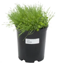 Peaceful Valley Premium Erosion Mix - Nitrocoated Seed (lb) -Groworganic Shop sec300 a