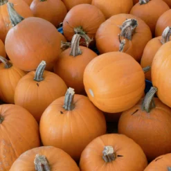 Small Sugar Pumpkin Seeds (Organic) 5 Small Sugar Pumpkin Seeds (Organic) -Groworganic Shop small sugar