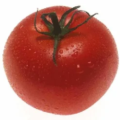 Organic Tomato, Burbank (1 Oz) 5 Organic Tomato, Burbank (1 Oz) -Groworganic Shop snv5424 hi 1