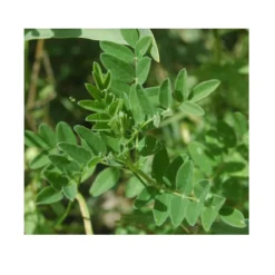 Strictly Medicinal Organic Astragalus -Groworganic Shop snv7004 web