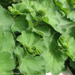 Strictly Medicinal Organic Lady's Mantle -Groworganic Shop snv7026b